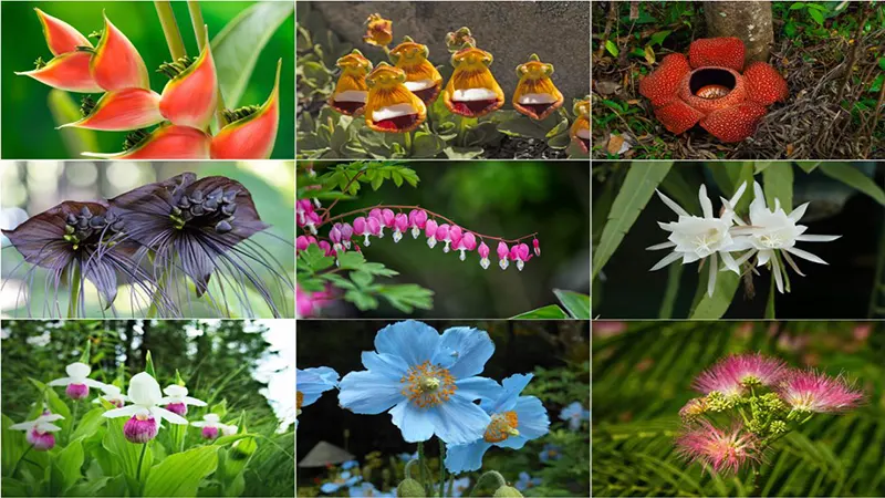 d- 30+ Rare Flowers That Can Transform Your Garden Into an Exotic Space
