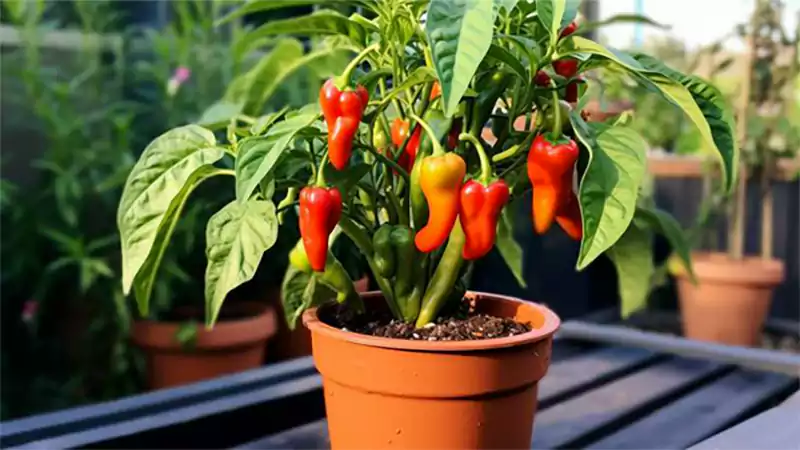 d-Anaheim Pepper Planting Guide
