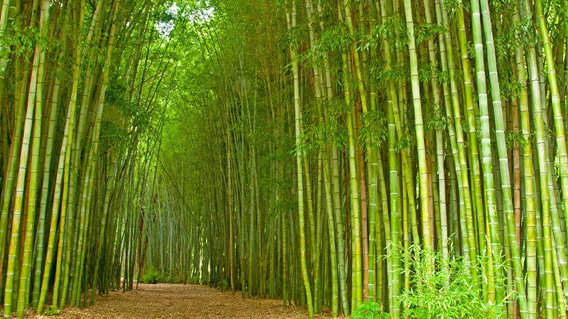 d-Bamboo Plant - The World’s Fastest Growing Grass with Endless Benefits