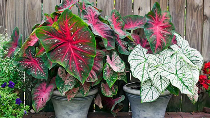 d-Caladium Plant Care & Growing Guide