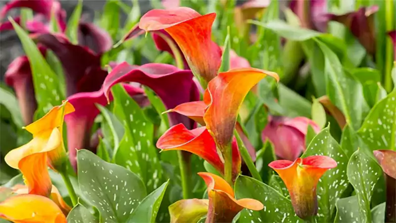 d-Calla Lily Care