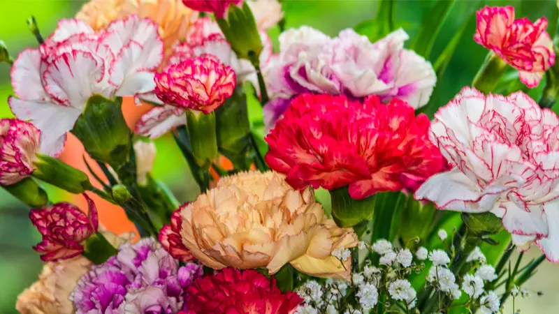 d-Carnations Flowers