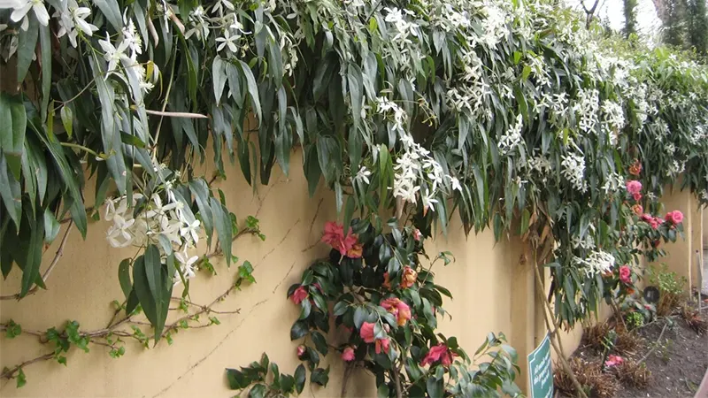 d-Clematis Vine - How to Grow and Care to this Queen of Climbers