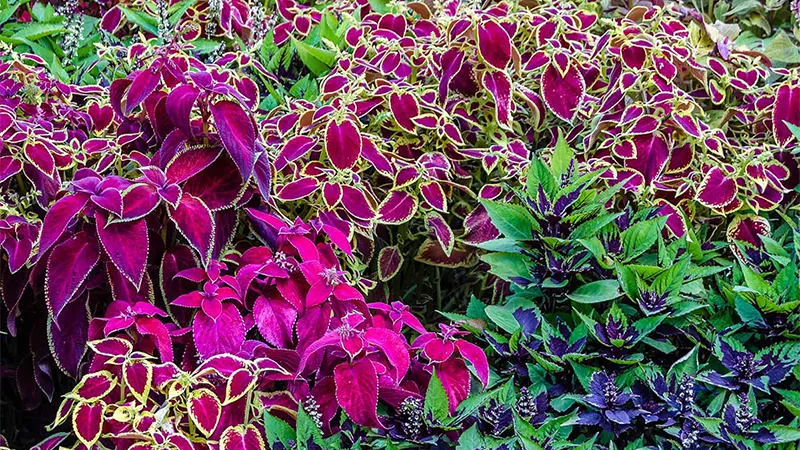 d-Coleus Plant