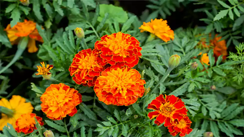d-October Birth Flower