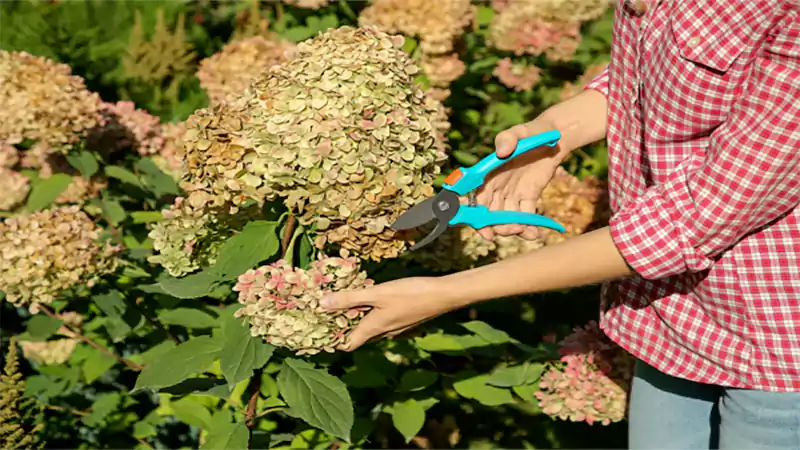 d-Prune Hydrangeas