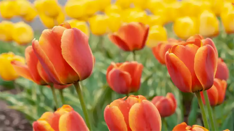 d-Spring Flowers