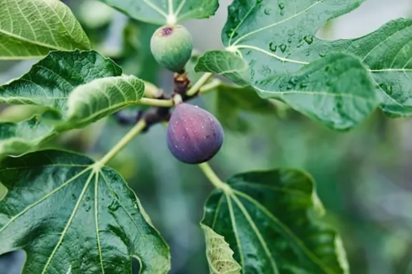 fig variety