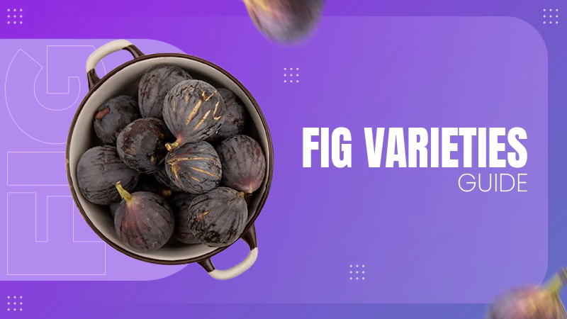 figs