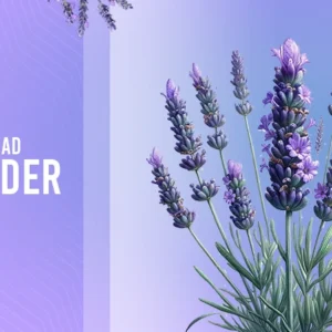 flower munstead lavender