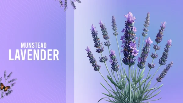 flower munstead lavender