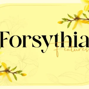 forsythia