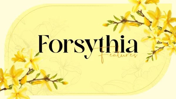 forsythia
