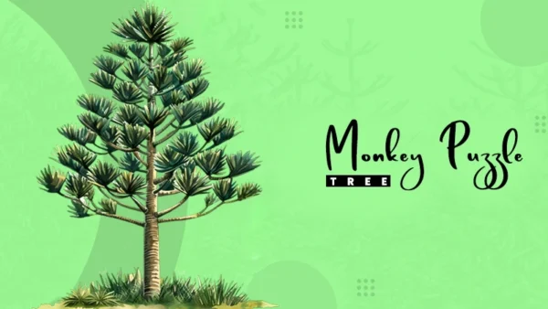monkey puzzle tree