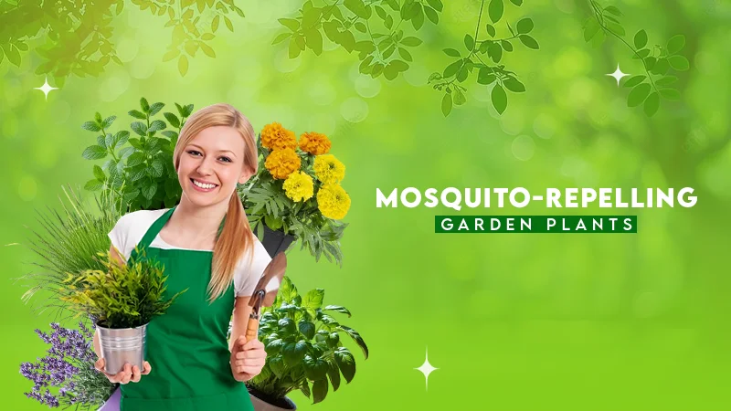 mosquito- repelling garden plants