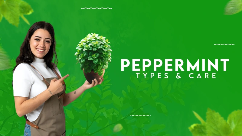 peppermints types & care