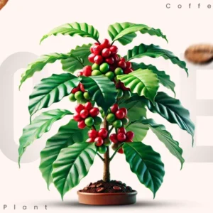 plant of coffee tree