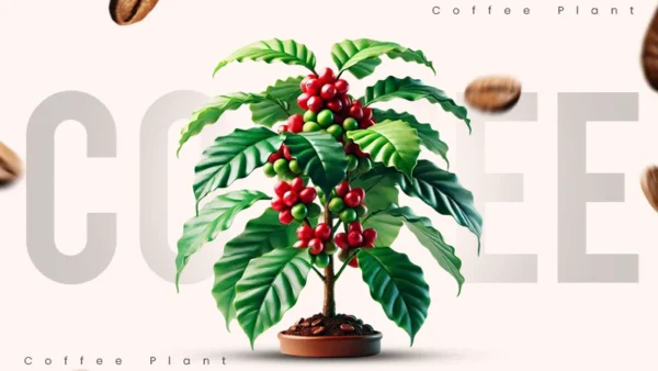plant of coffee tree
