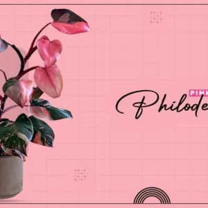 princess philodendron