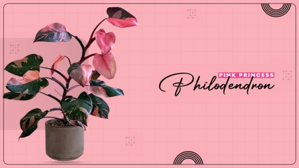 princess philodendron