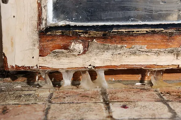 wood rot