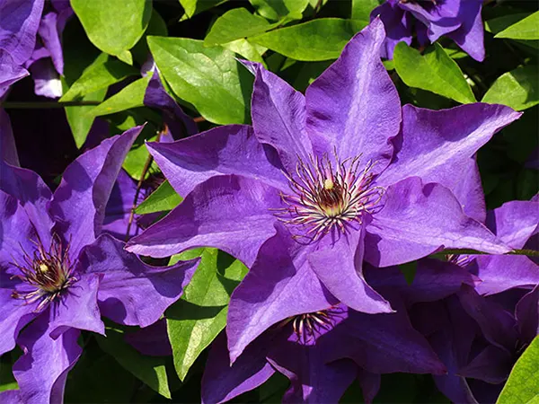 ‘The President’ cultivar