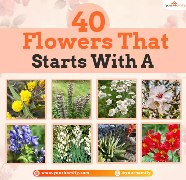 40 Flowers That Starts With A