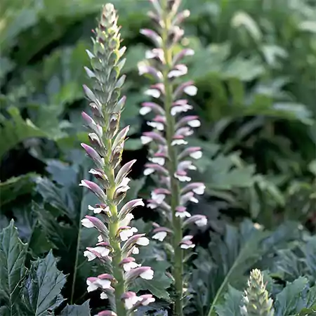 Acanthus