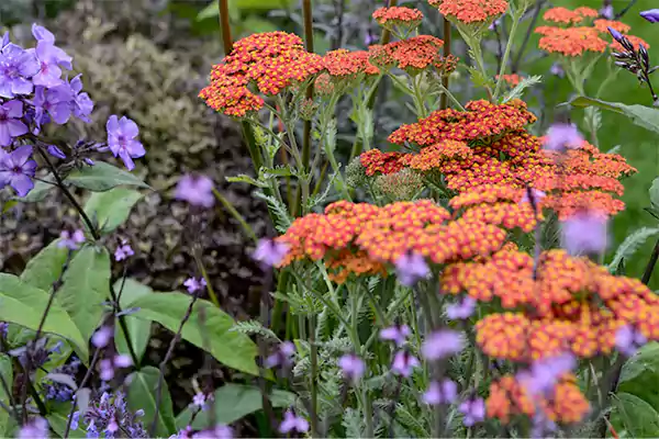 Achillea