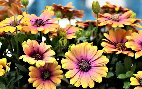African Daisy