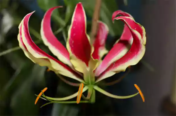 African Flame