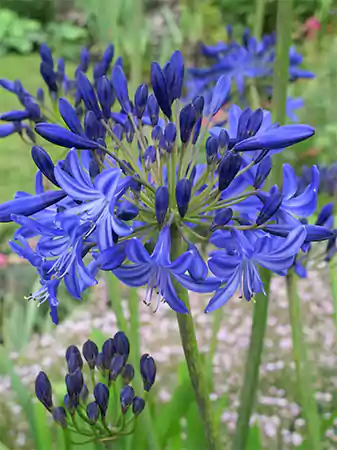 Agapanthus