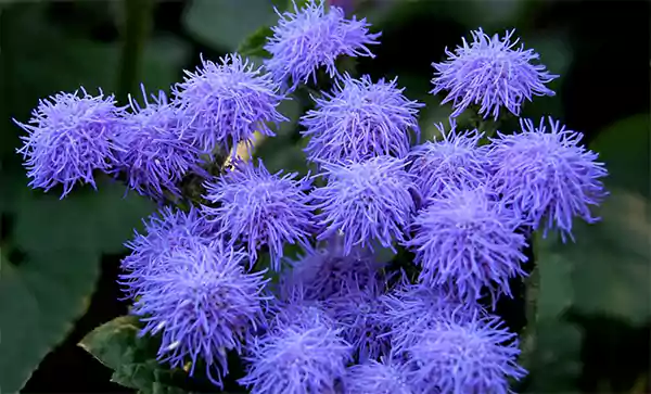 Ageratum