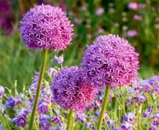 Allium