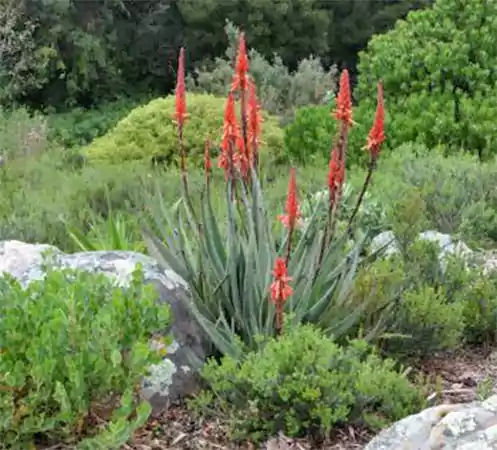 Aloe Succotrina