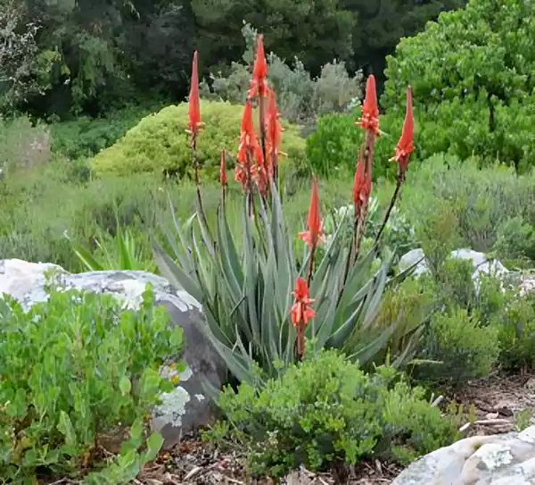 Aloe Succotrinaa