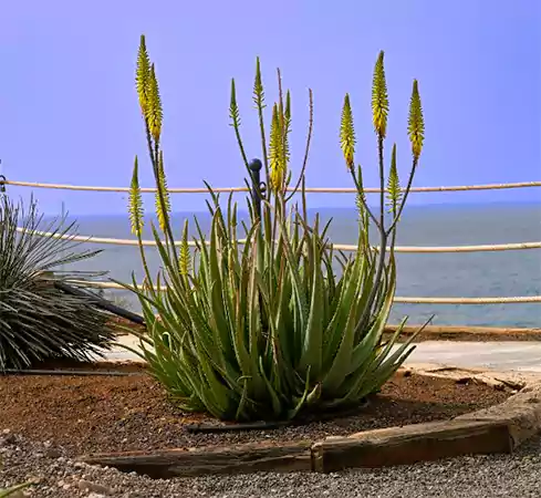 Aloe Vera