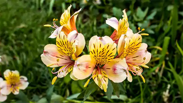 Alstroemeria