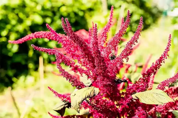 Amaranthus hypochondriacus