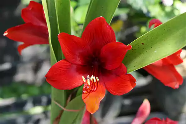 Amaryllis