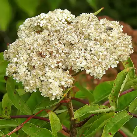 American Ash