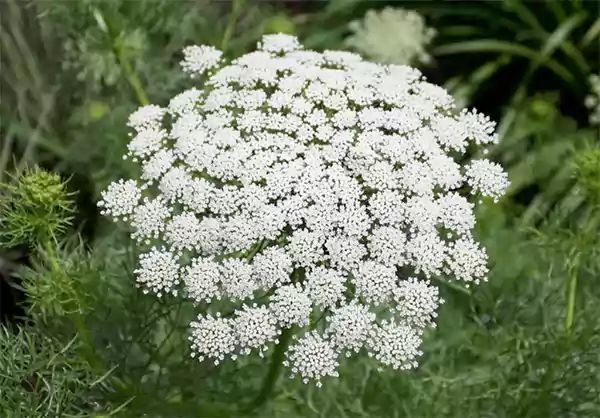 Ammi majus