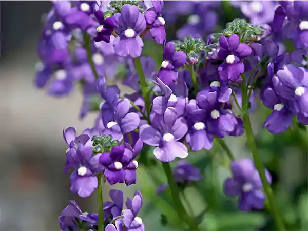 Angelonia