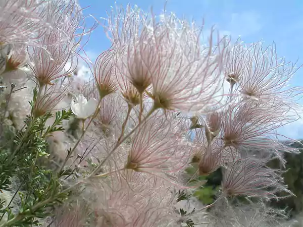 Apache Plume