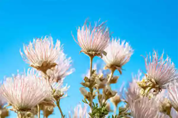 Apache Plume