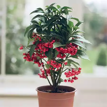 Ardisia