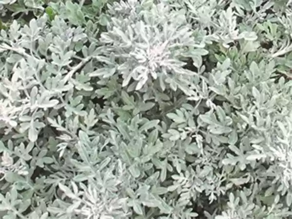 Artemisia