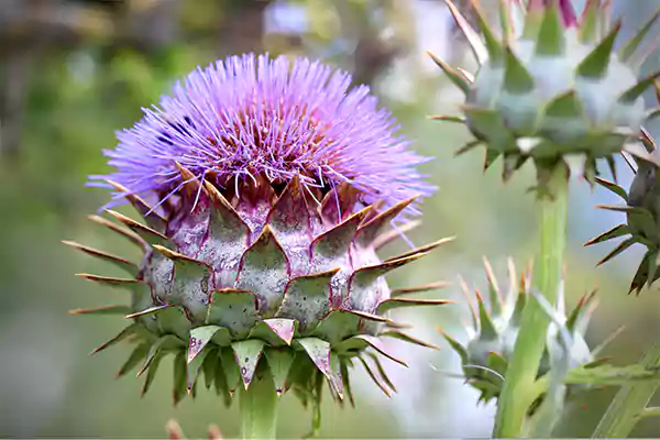 Artichoke Thistle
