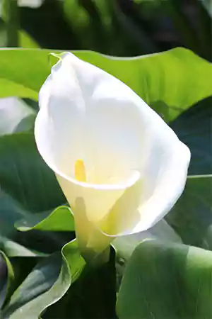 Arum