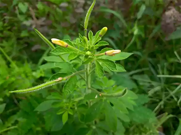 Asian Spider Flower